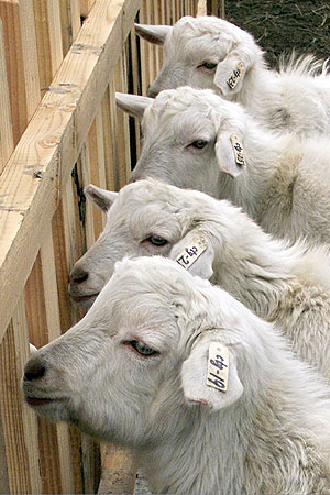 Siete cabras clonadas en el Parque de Animales de Shanghai. (Foto: Reuters)