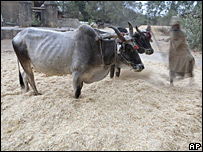 Campesino corta el trigo en Allahabad, India