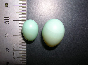 Ejemplo de la variación en el tamaño de los huevos del papamoscas cerrojillo. (Foto: CSIC)