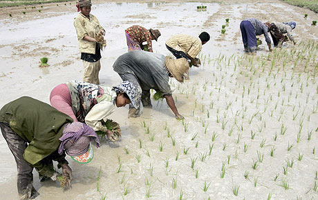 Plantación de arroz en Camboya, país que va a invertir 200 millones de dólares en más cultivos de este tipo. (Foto EFE)