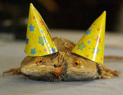 Una iguana de dos cabezas, Wheezie y Zak, celebran su primer año de nacido. Barbara y Frank Witte son los dueños de la mascota. MCT 