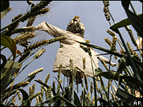 Espantapájaros en un campo de trigo en China