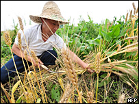 Campesino chino cosechando trigo